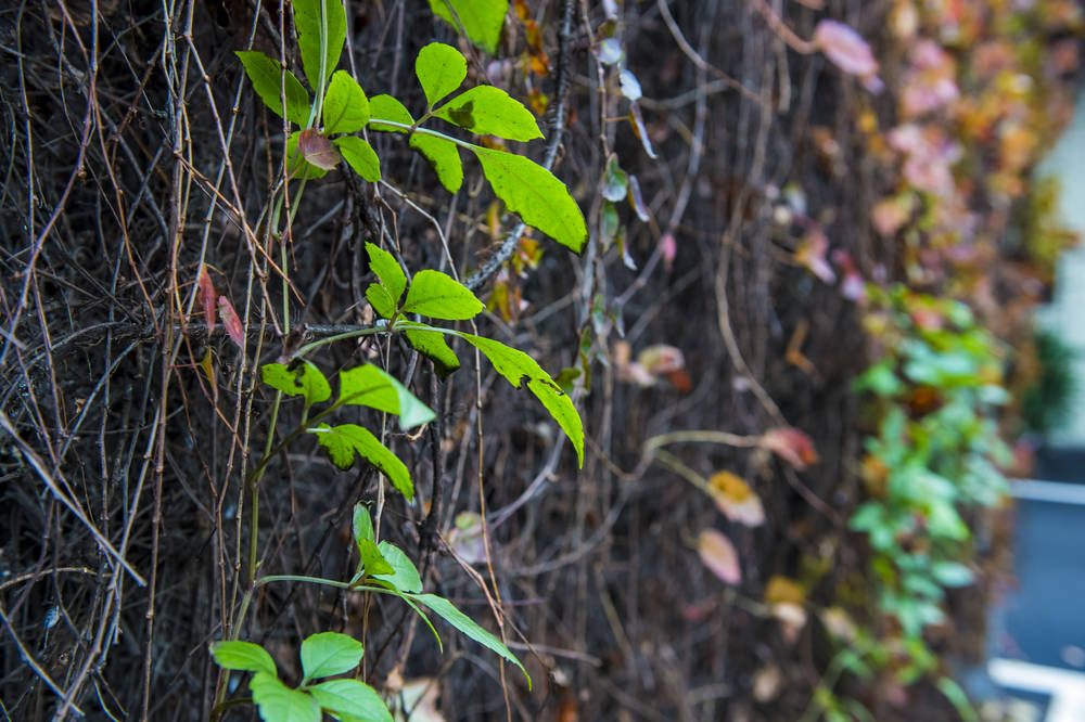 Les-plantes-grimpantes-chalet-en-bois