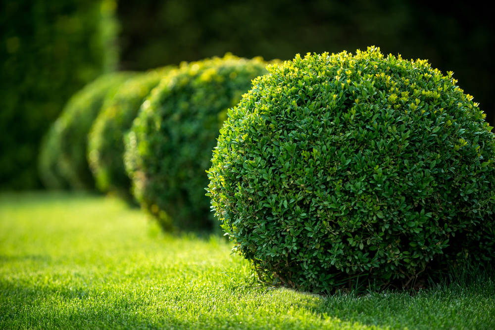 Les-haies-peuvent-également-servir-de-décoration-pour-donner-plus-de-charme-à-un-chalet-de-jardin09