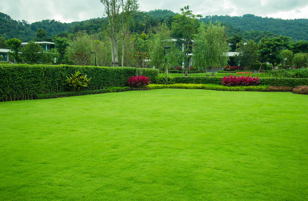 La-bonne-période-pour-planter-une-haie-autour-de-son-chalet-de-jardin09